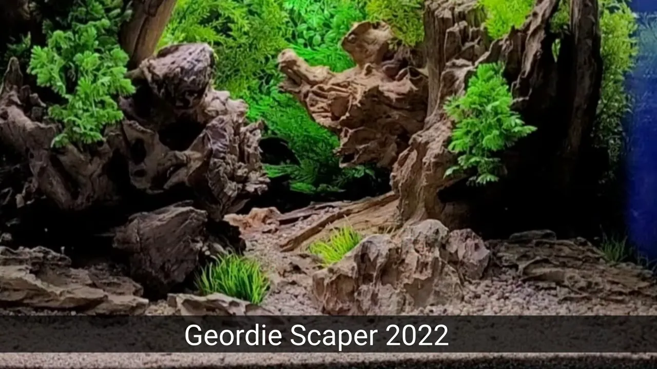 Planted aquarium aquascape with Dragon Stone forming a rocky valley
