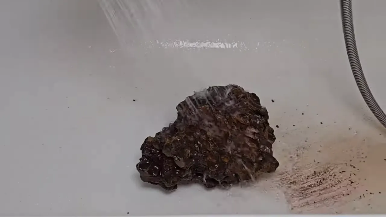 Dragon Stone being rinsed under shower water in a white bath
