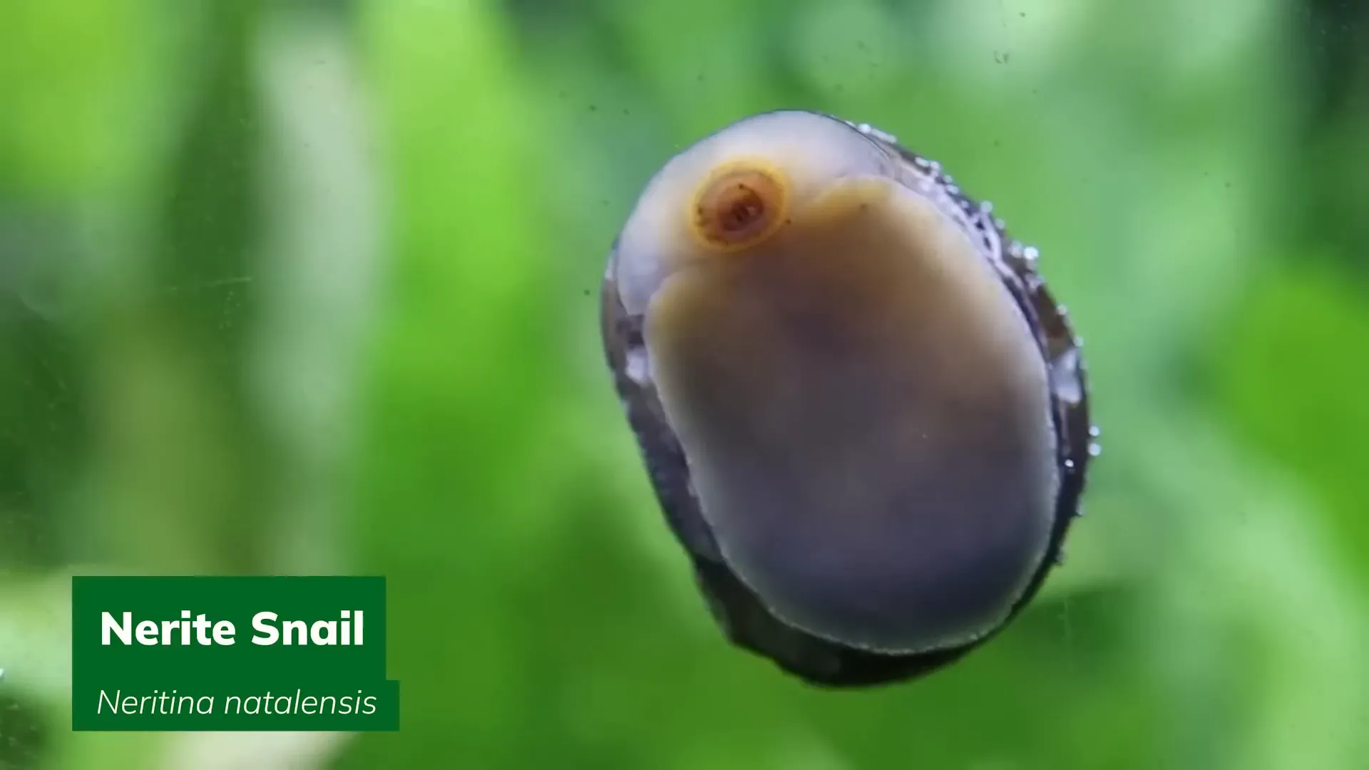 Nerite snail crawling on aquarium glass