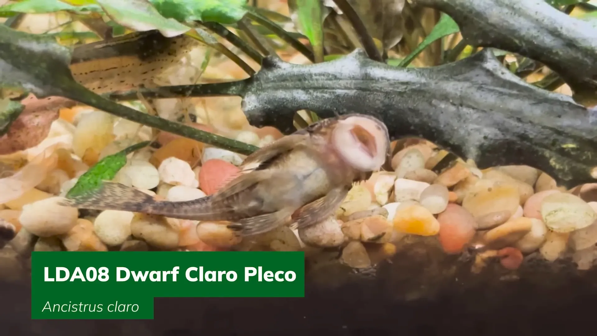 Dwarf Claro Bristlenose Pleco on aquarium rock