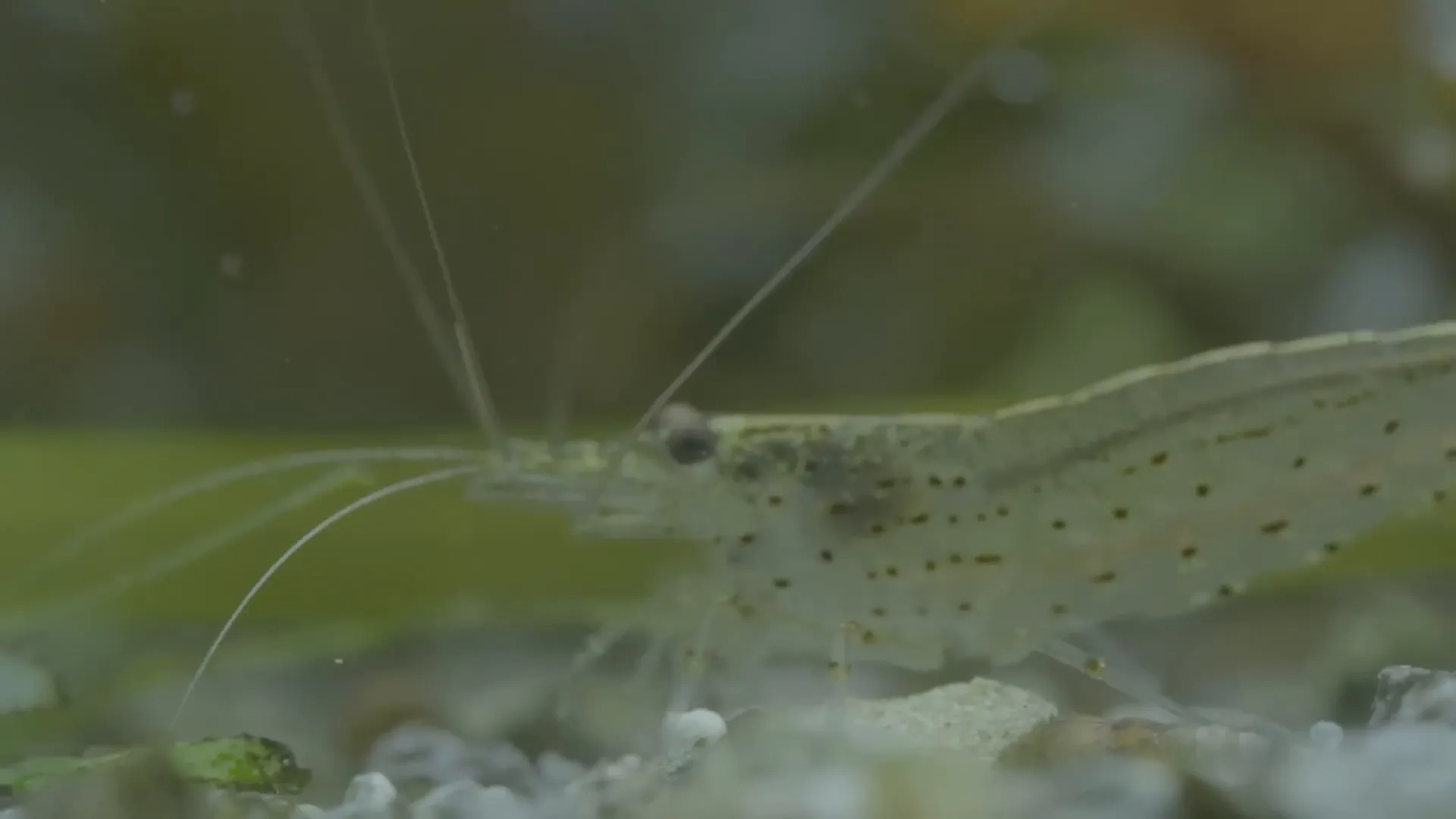 Pinocchio Red Nose Shrimp crawling on aquarium glass