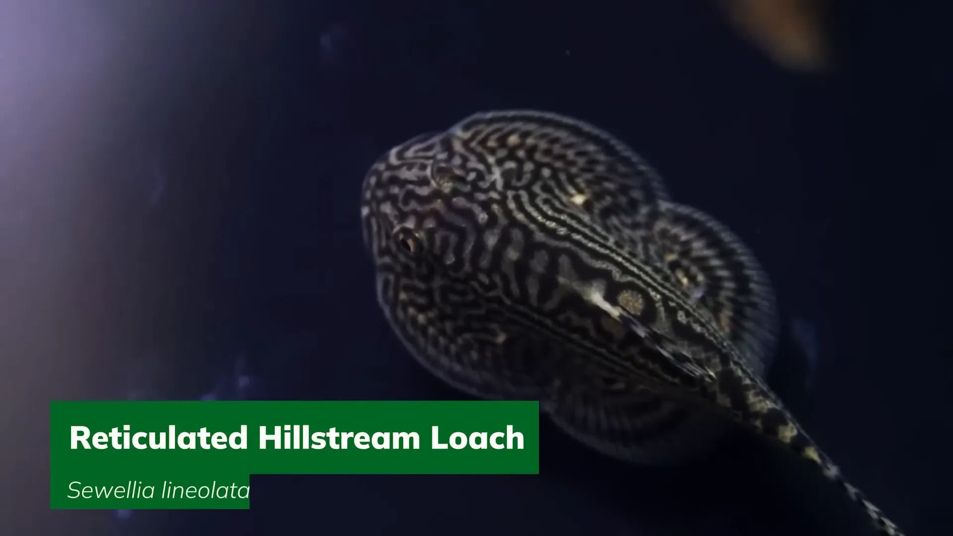 Reticulated Hillstream Loach resting on aquarium surface