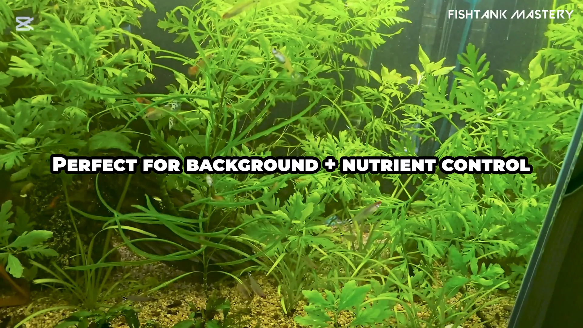 Water Wisteria thriving in aquarium substrate
