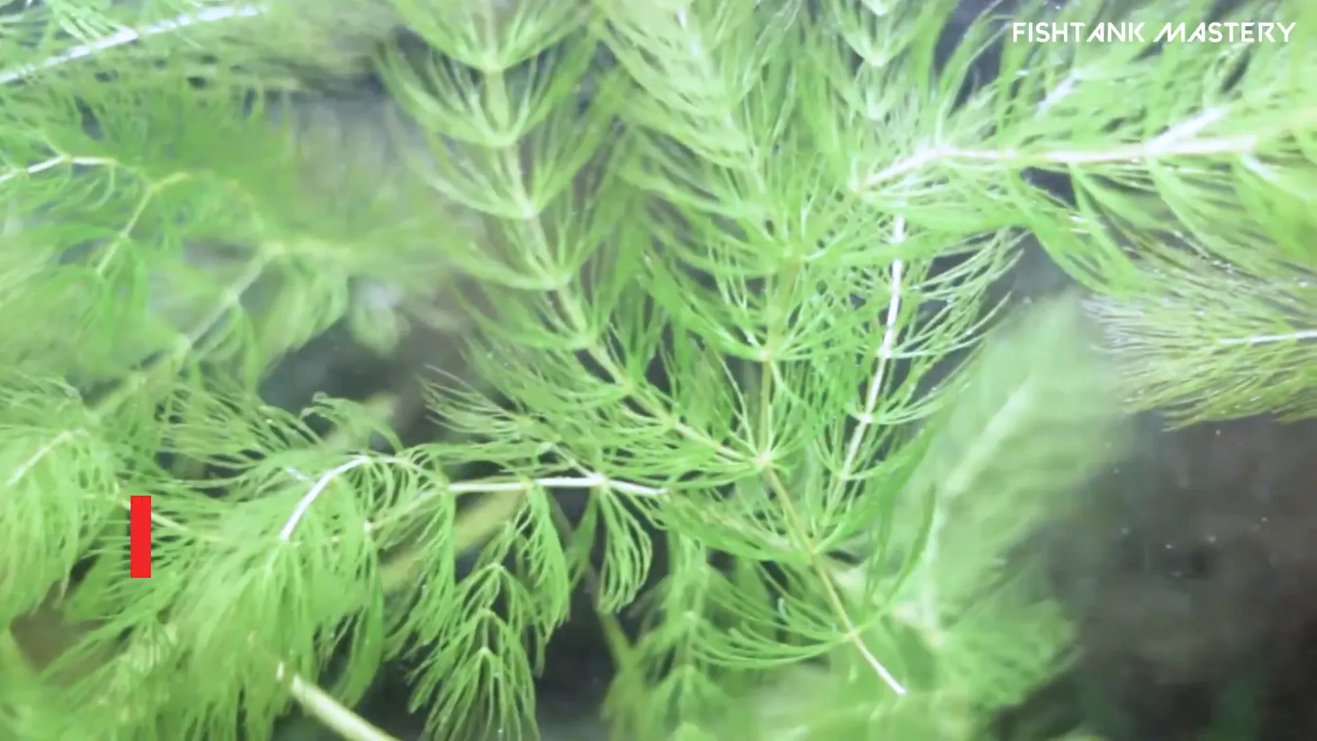 Floating Hornwort in aquarium water