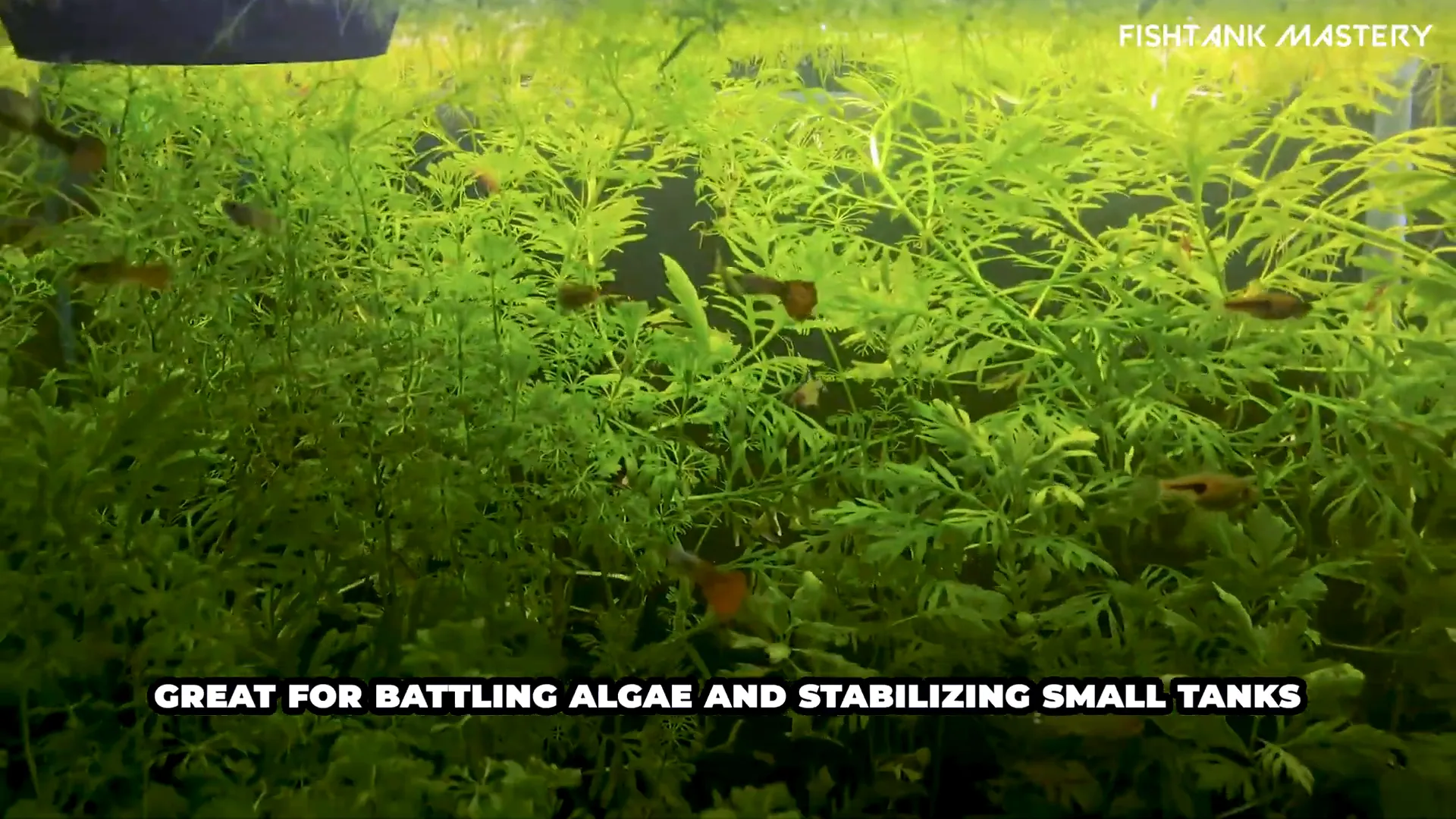 Floating Frogbit plant on aquarium surface