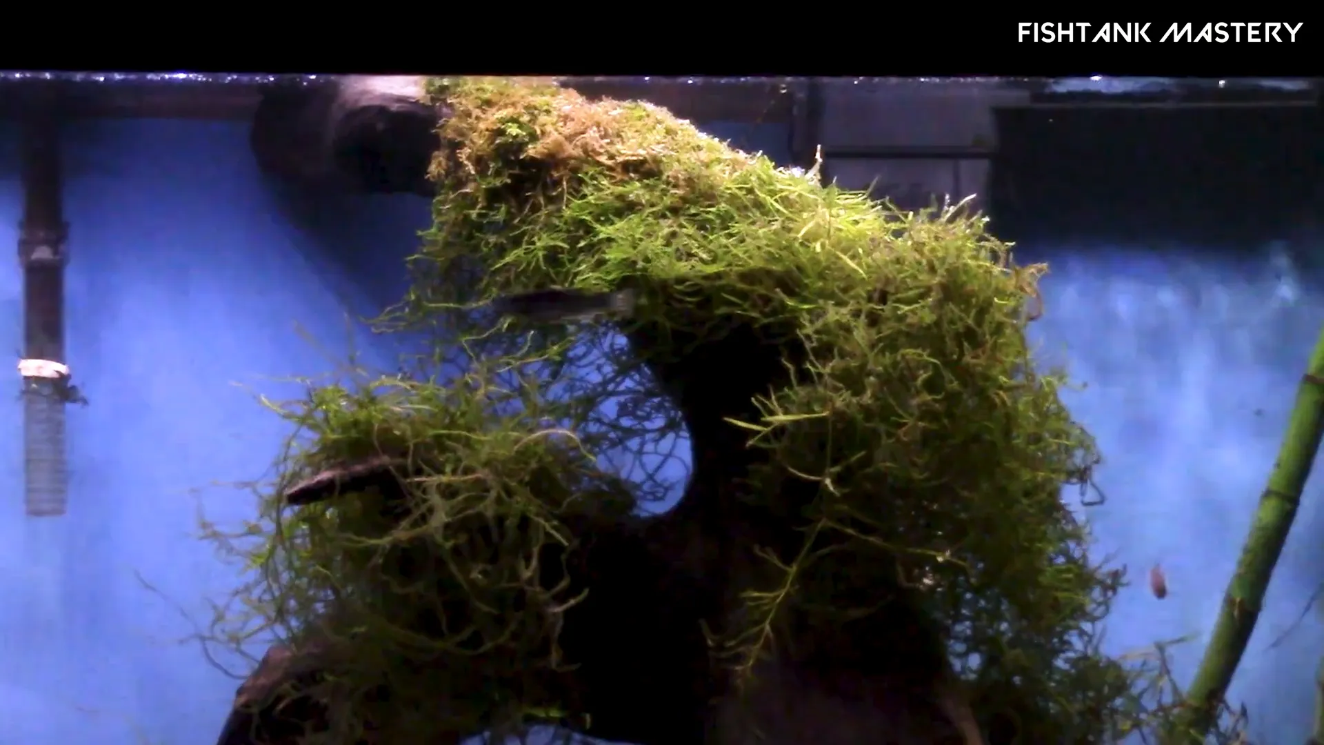 Java Moss covering rocks in aquarium