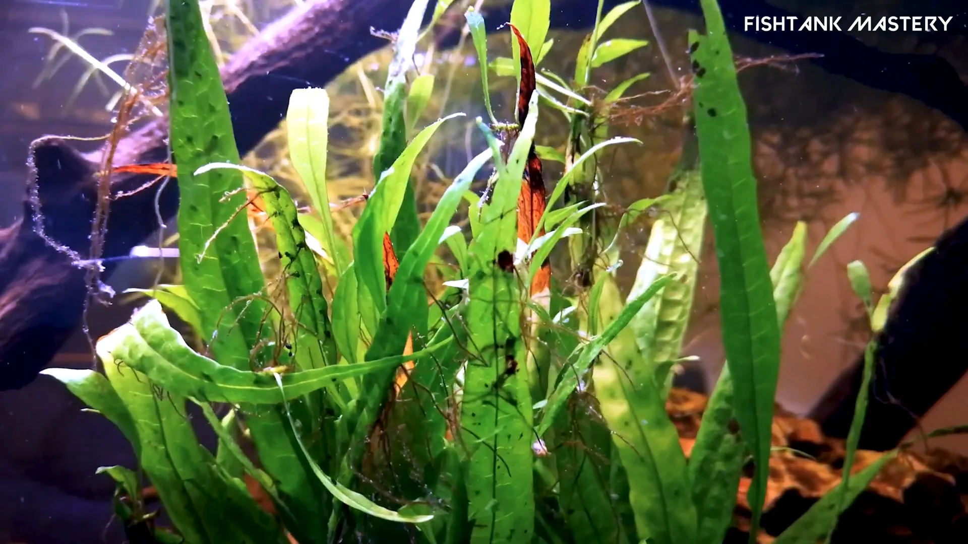 Java Fern tied to driftwood in aquarium