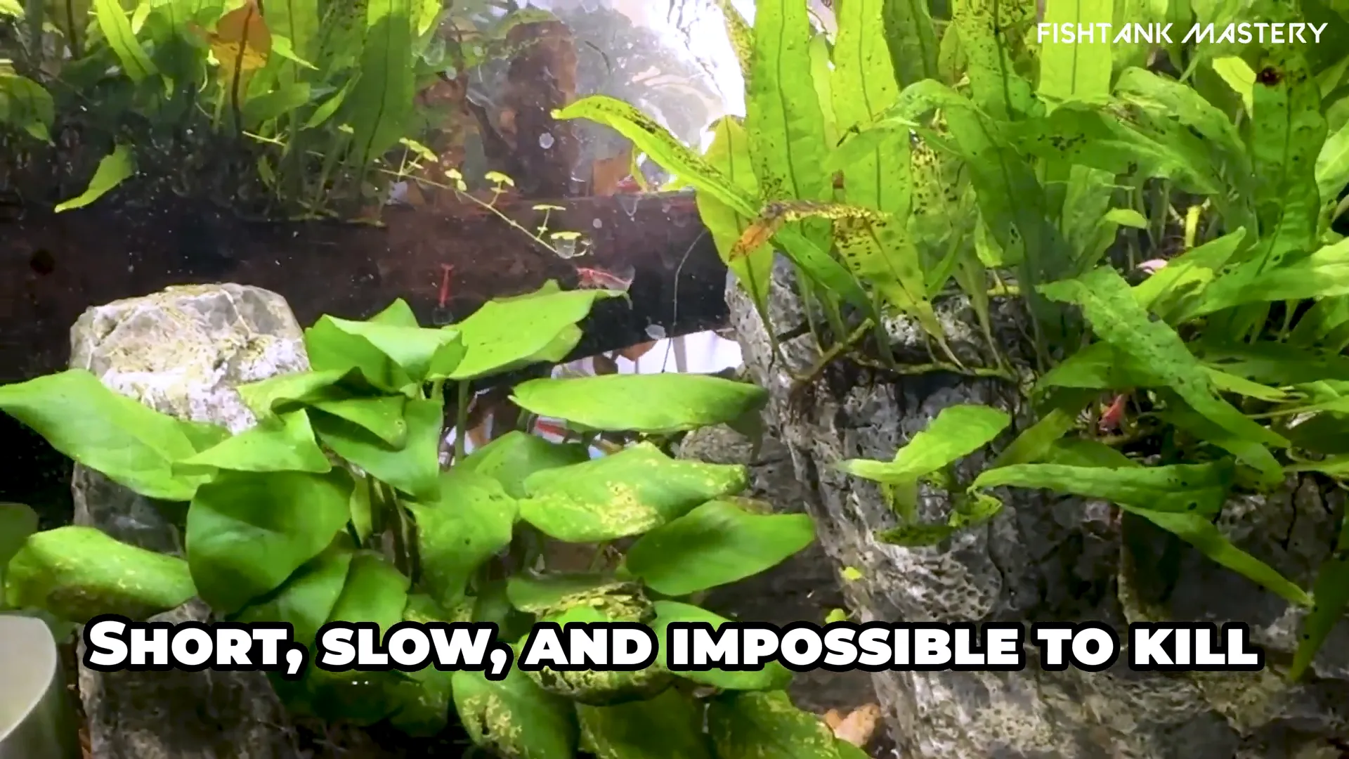 Anubias Nana with thick green leaves in aquarium