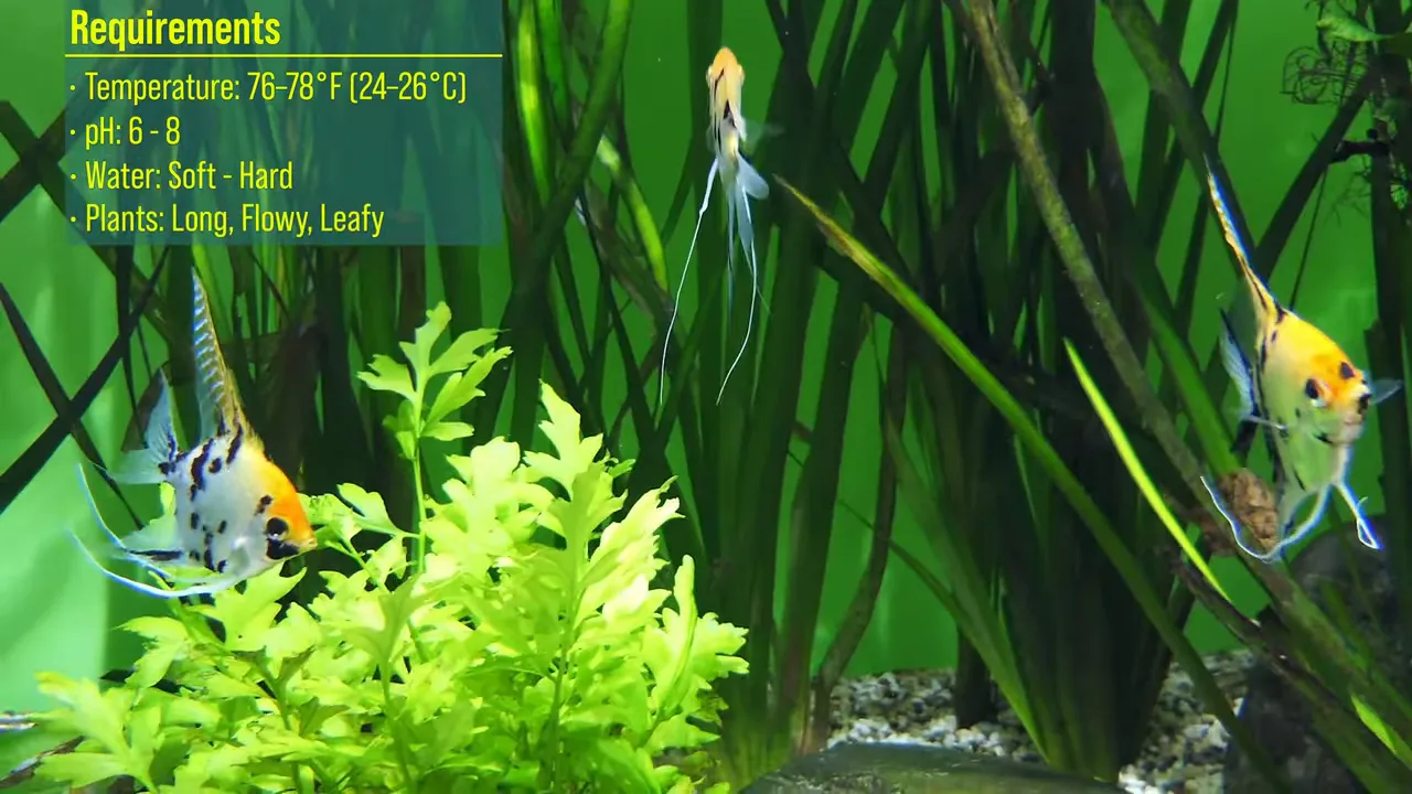 Three angelfish swimming among tall narrow aquarium plants
