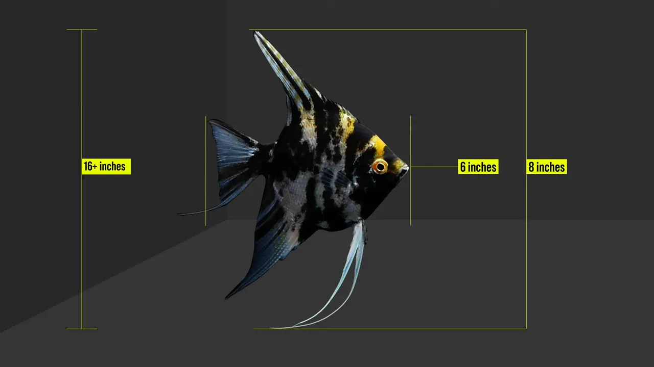 Angelfish size diagram showing a tall aquarium outline and measurement labels