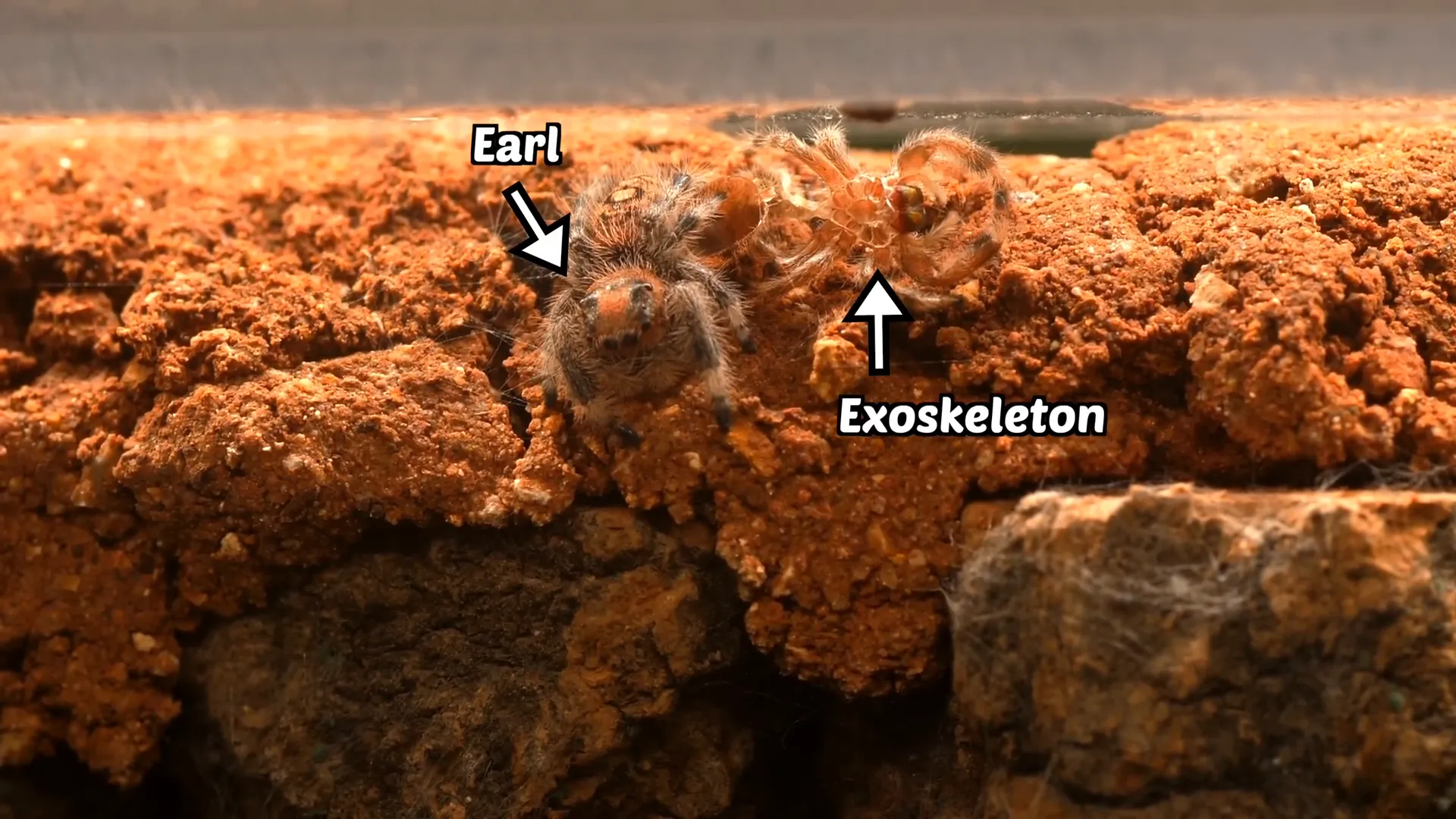 Earl's discarded exoskeleton after molting