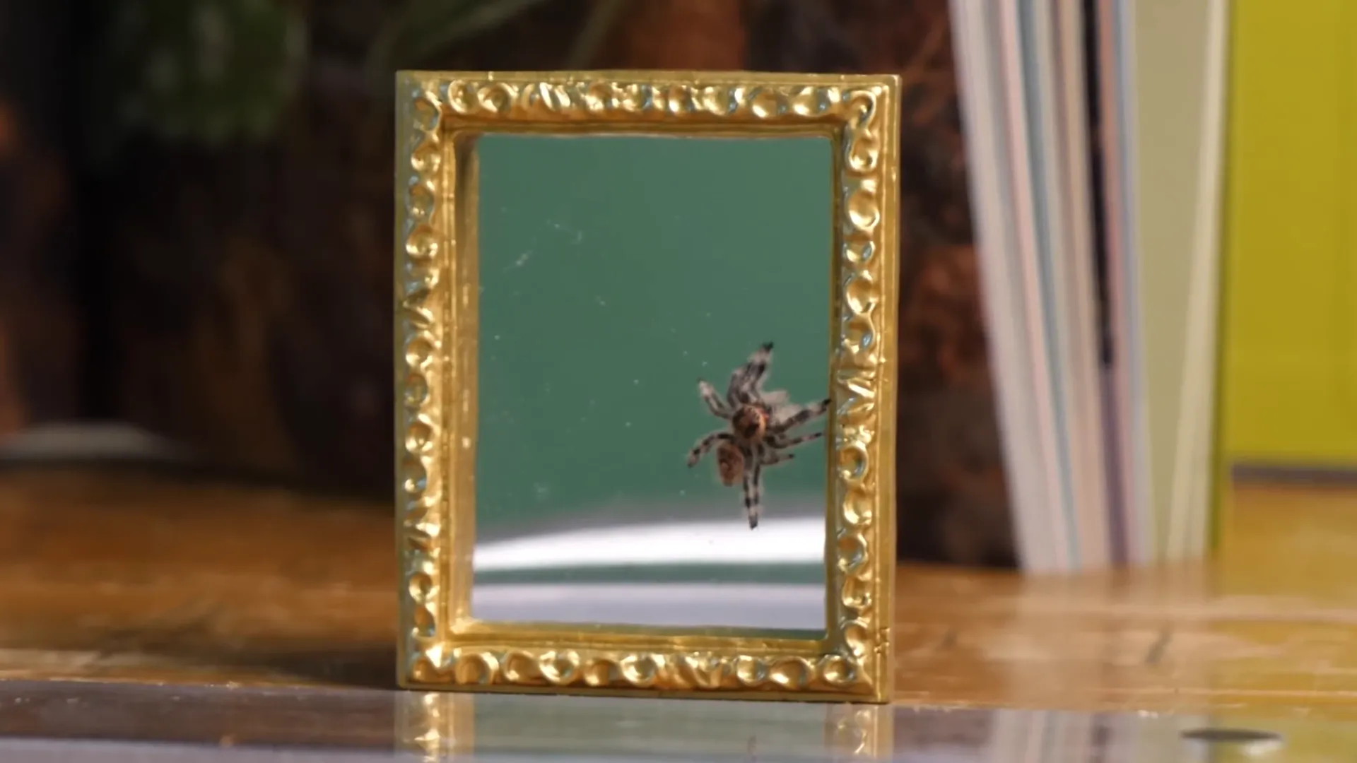 Earl looking at his reflection in the mirror