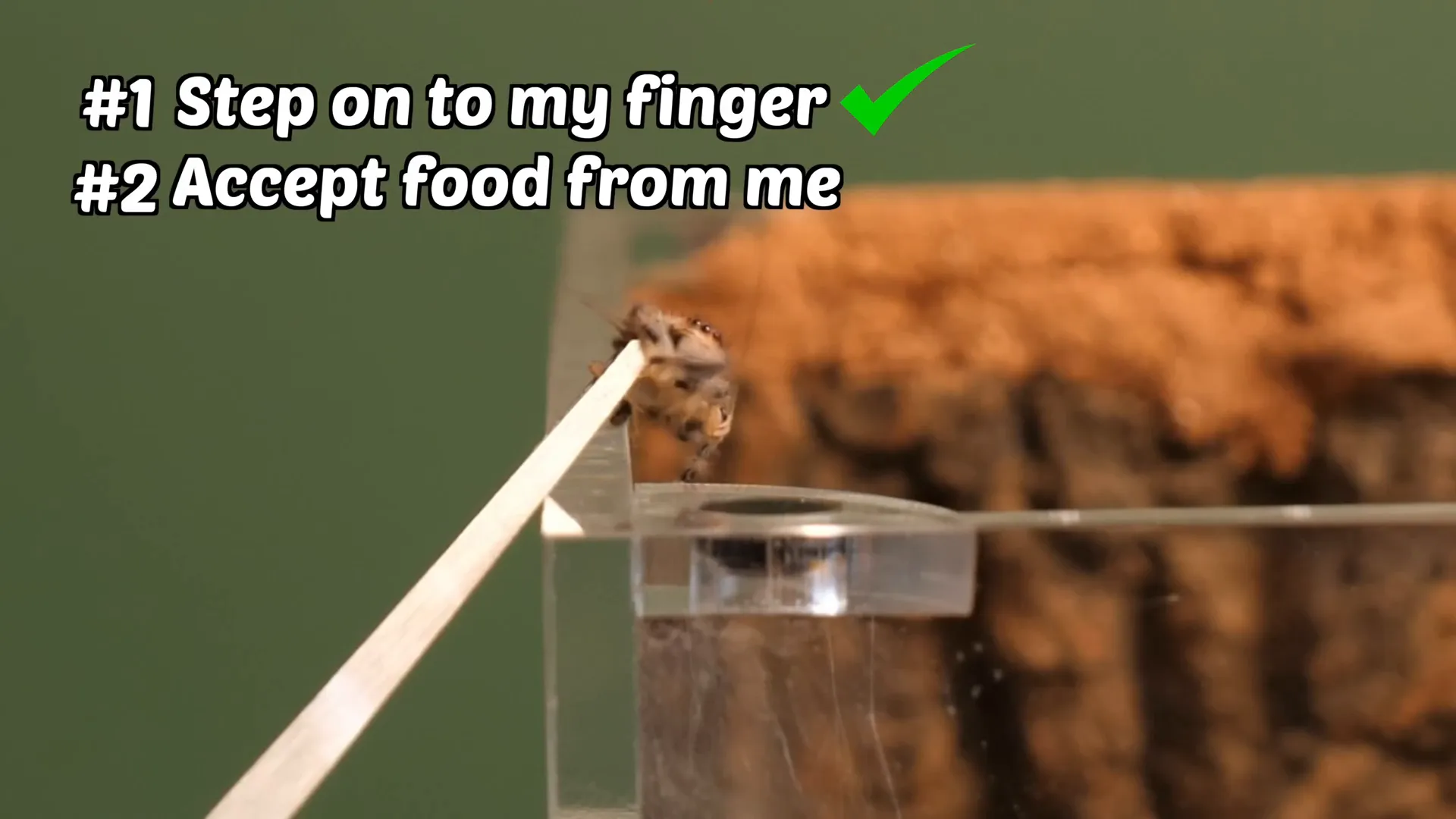 Earl finally accepting food from hand