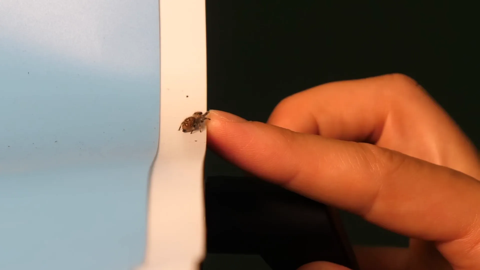 Earl showing a defensive stance