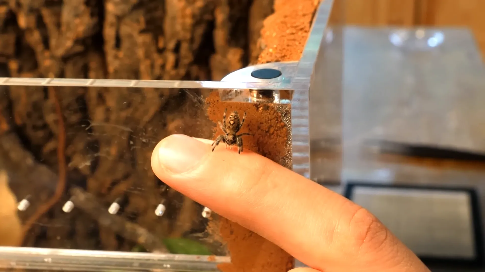 Earl stepping onto a finger, showing trust