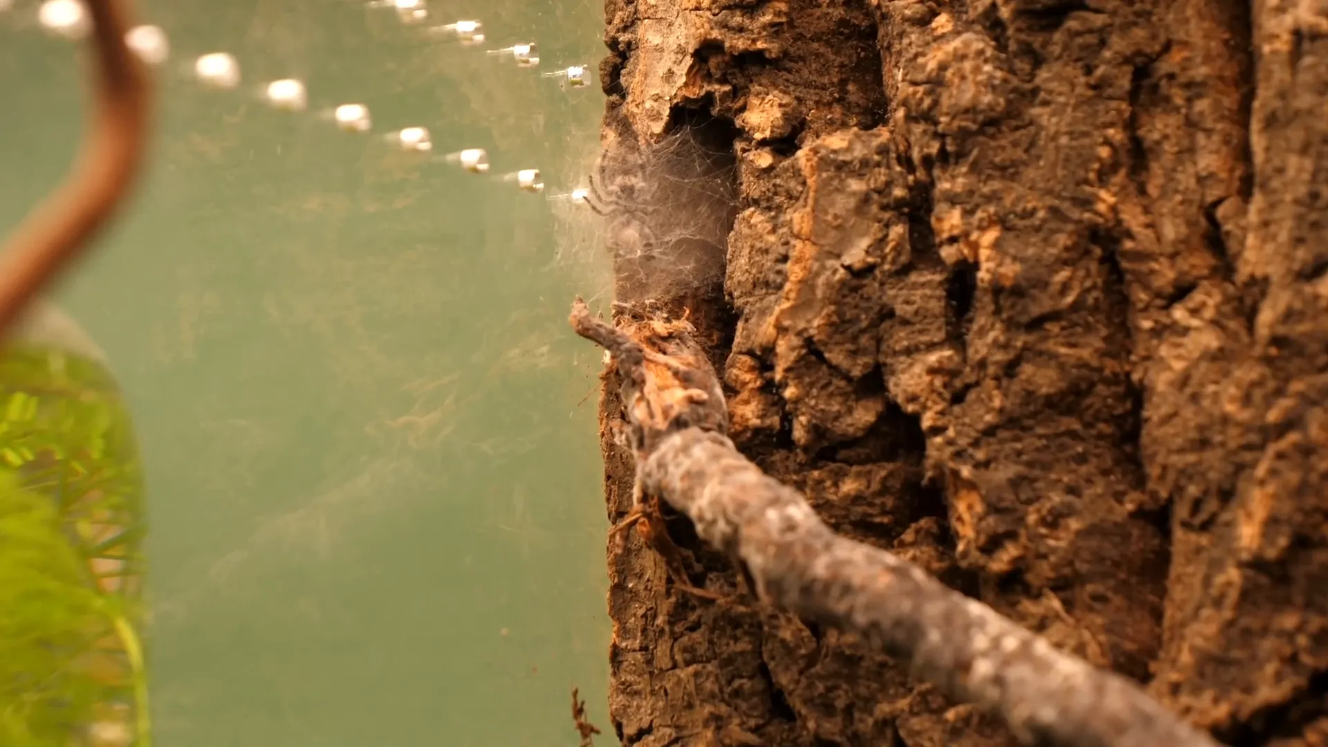 Earl building his web inside the terrarium