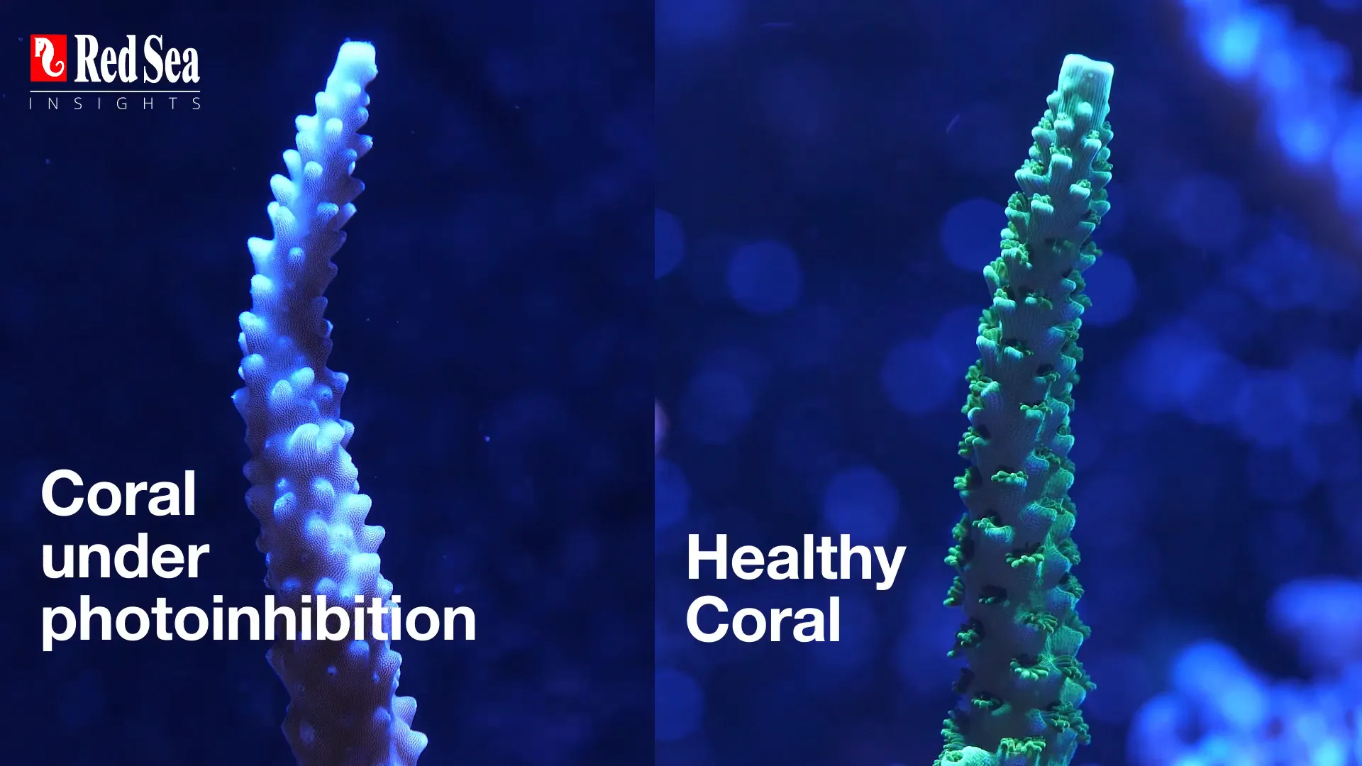 Coral showing signs of overexposure to light
