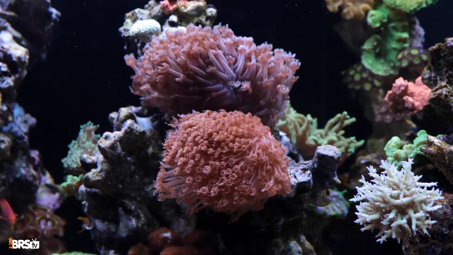 Coral recovering after fragging