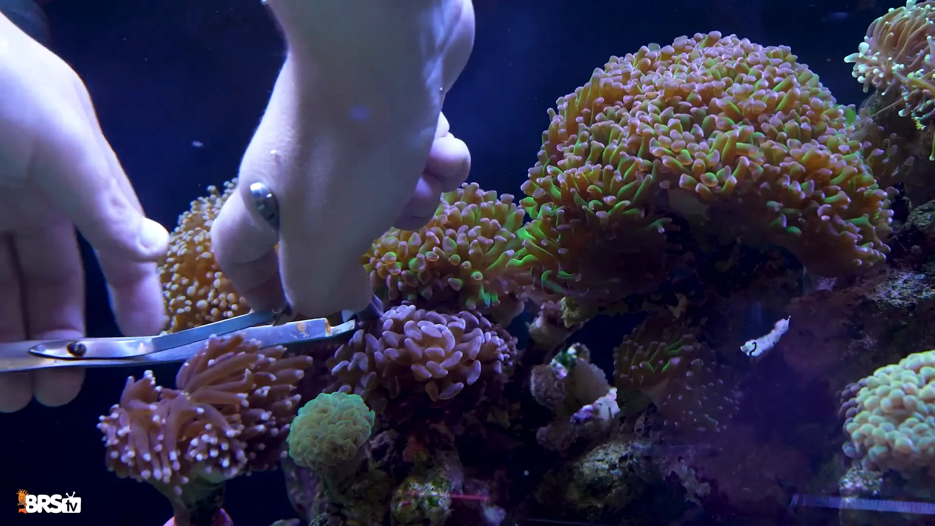 Correct cutting technique on coral