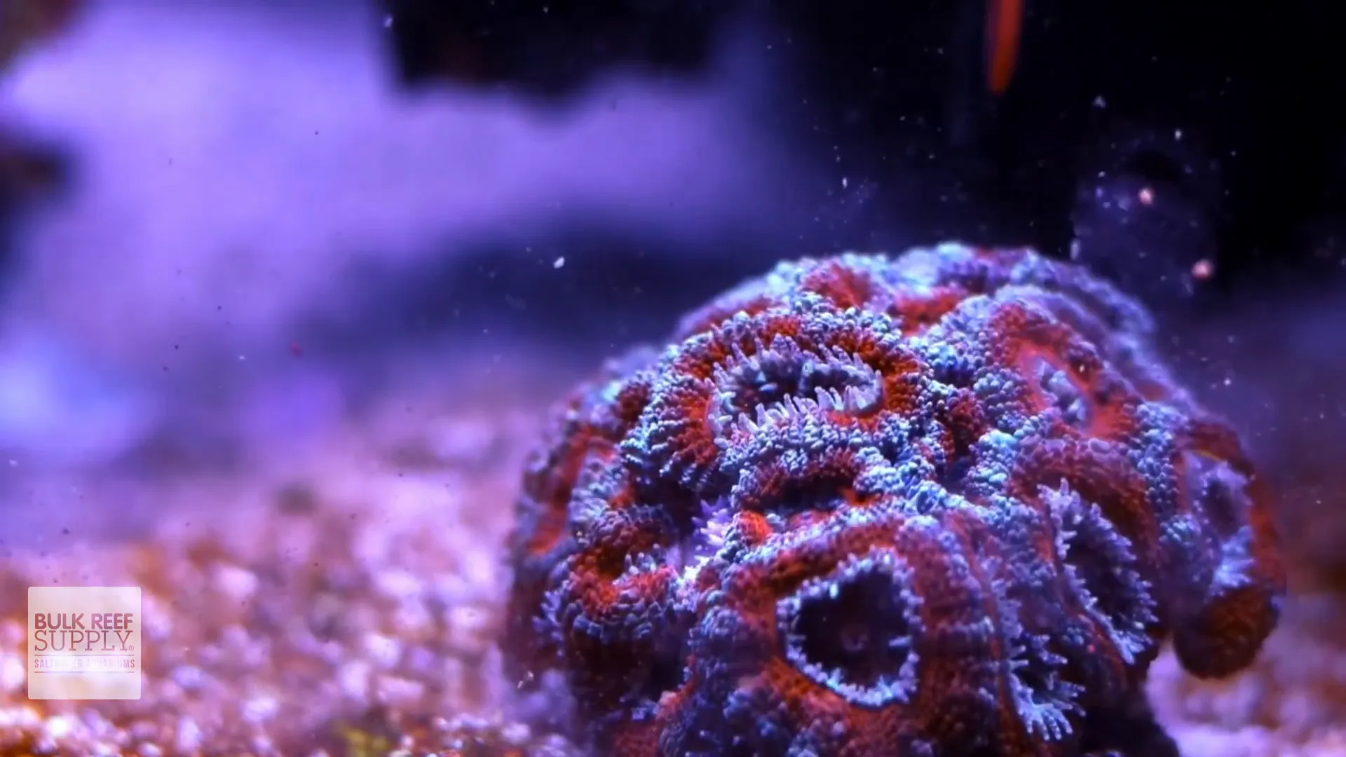 Coral polyps actively feeding after Polyp Up and food addition