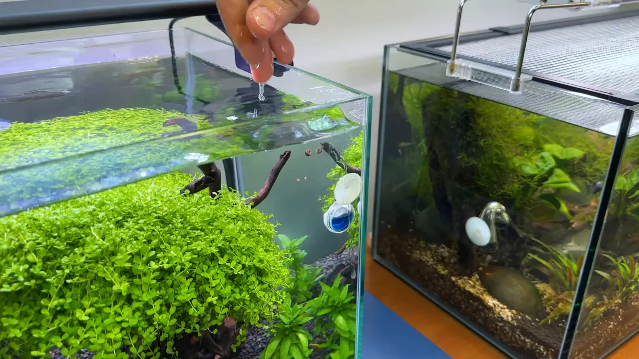 Drop checker with blue indicator solution attached inside a planted aquarium