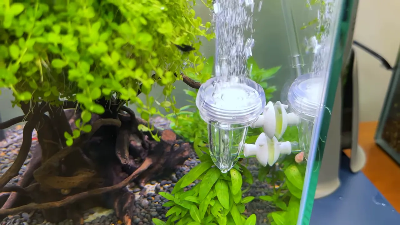 Fine CO2 bubbles rising from a glass diffuser in a planted aquarium