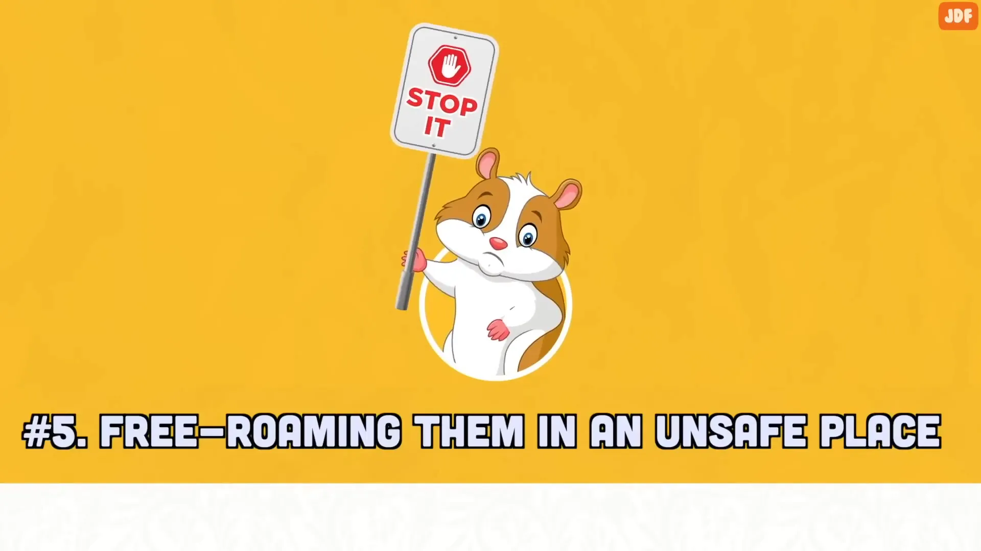 Guinea pig exploring a safe indoor space