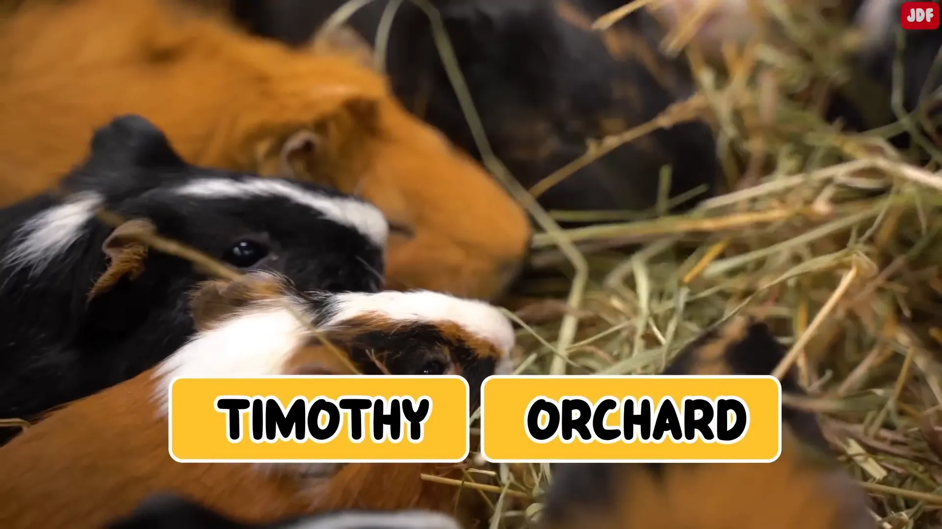 Guinea pig eating fresh hay