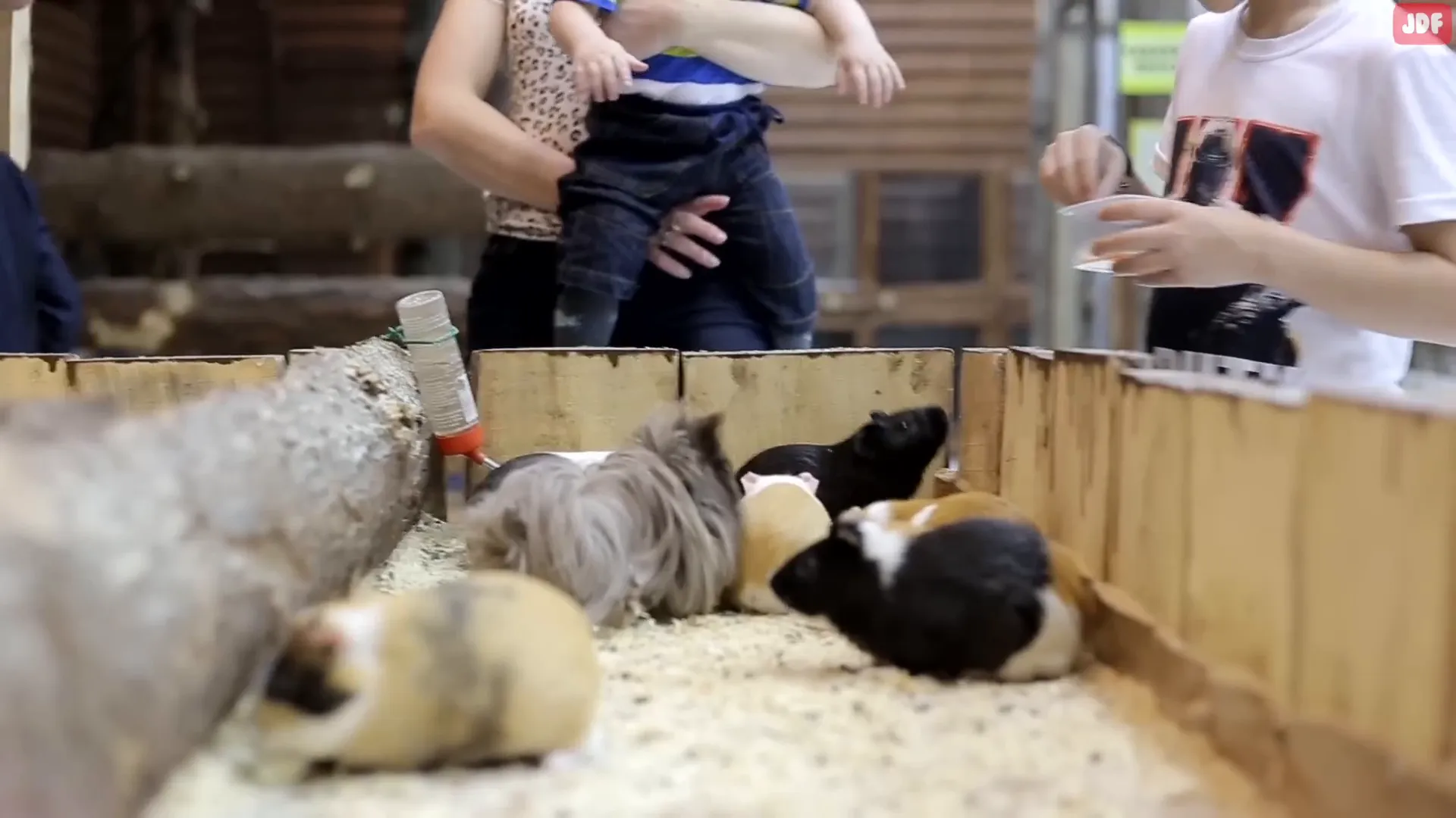 Spacious guinea pig play area