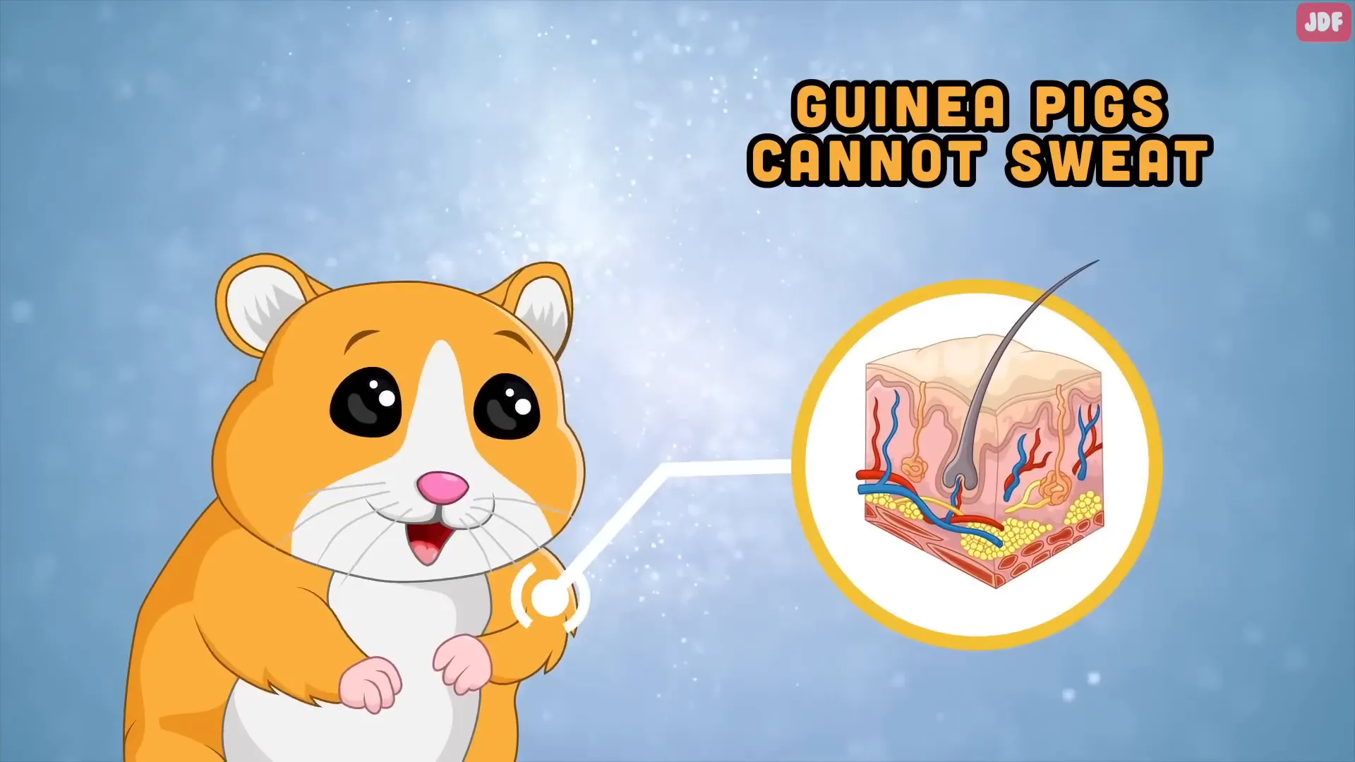 Guinea pig resting near a cool water bottle