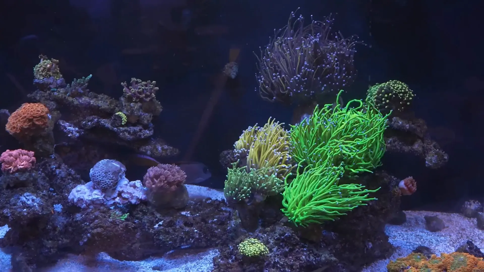 Colour pop and coral vibrance under Hydra Edge lighting