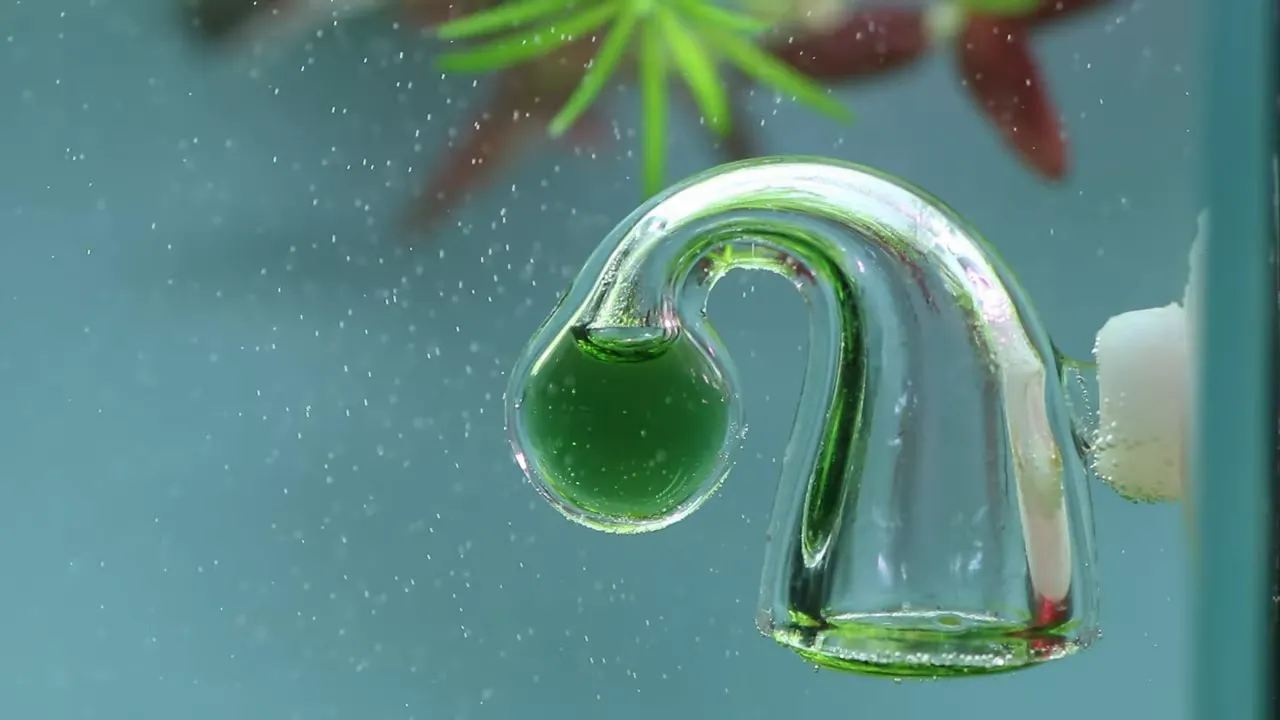 Green CO2 drop checker hanging inside an aquarium