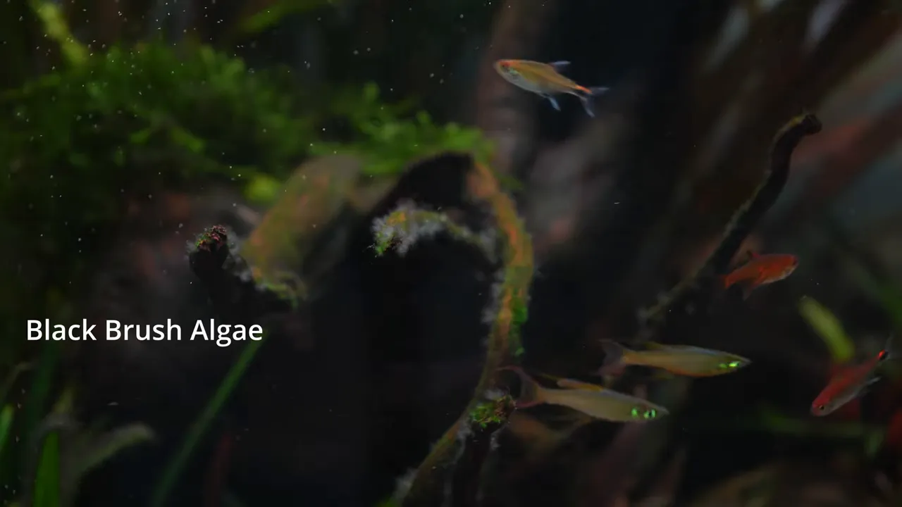 Aquarium hardscape with black brush algae labelled Black Brush Algae and Black Beard Algae