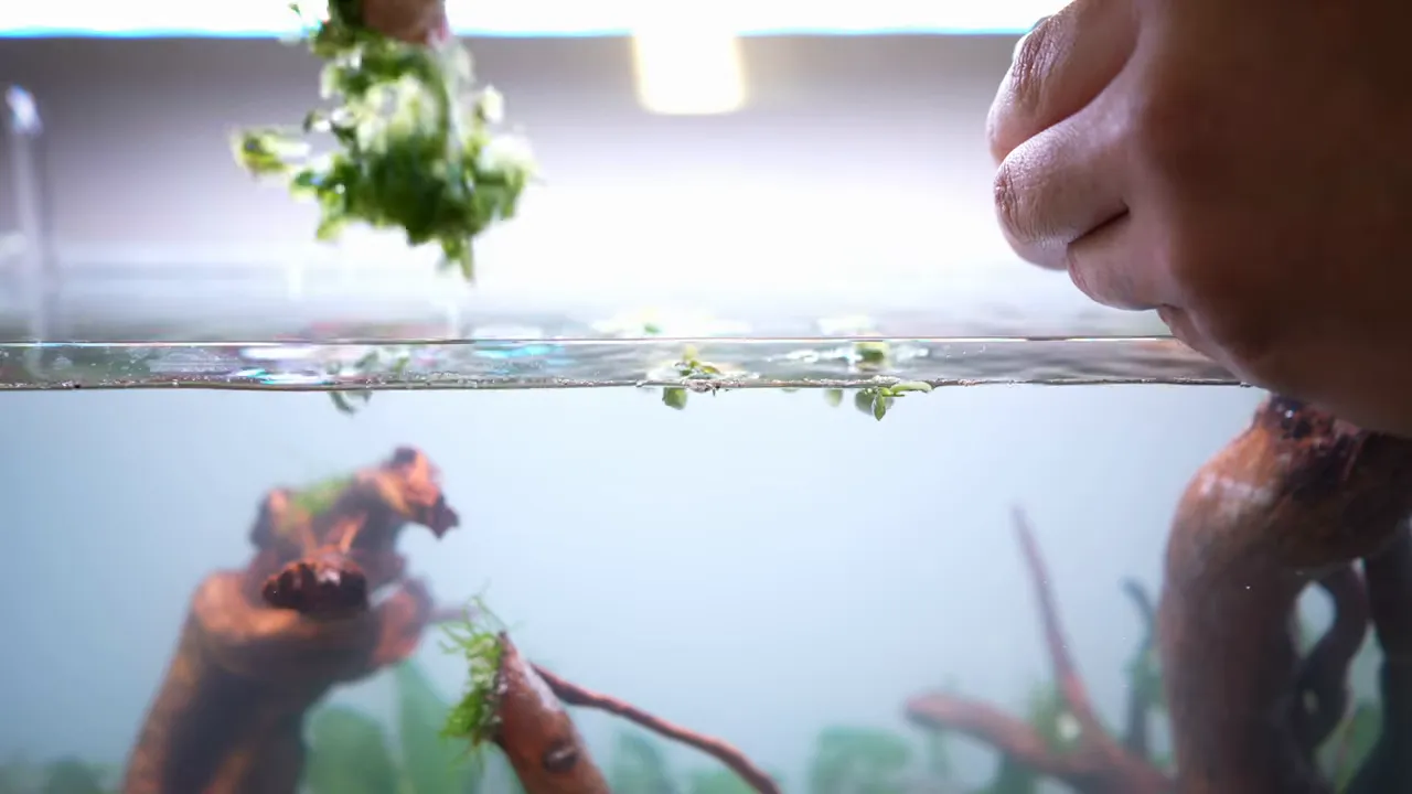 Hand placing floating plants on the surface of a brightly lit aquarium