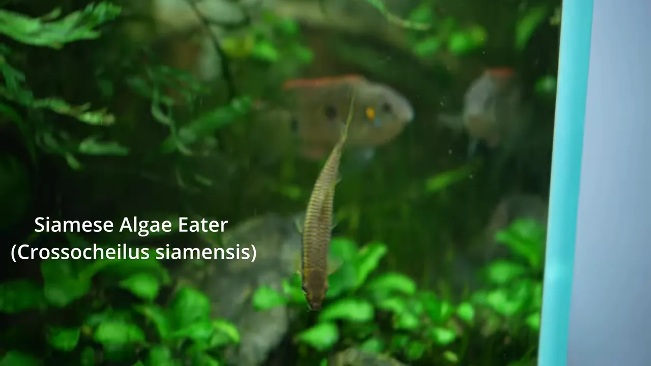 Siamese algae eater swimming among green aquarium plants and rocks