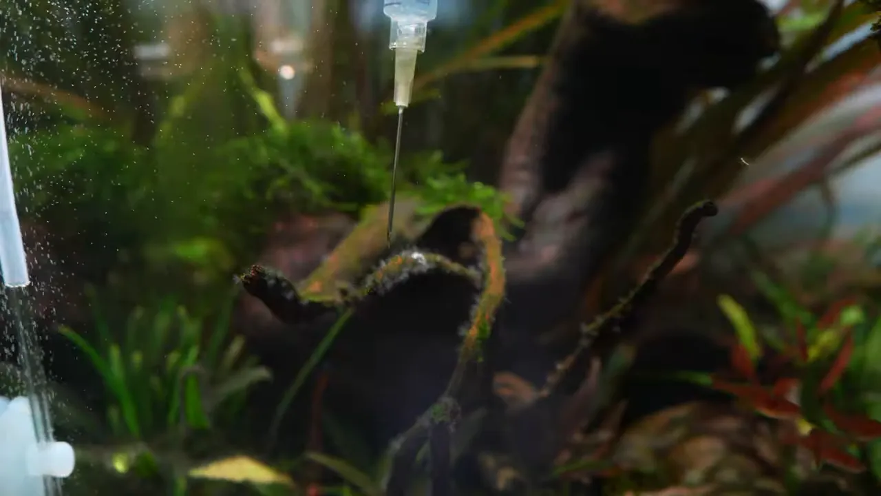 Syringe applying treatment directly to black beard algae on aquarium driftwood