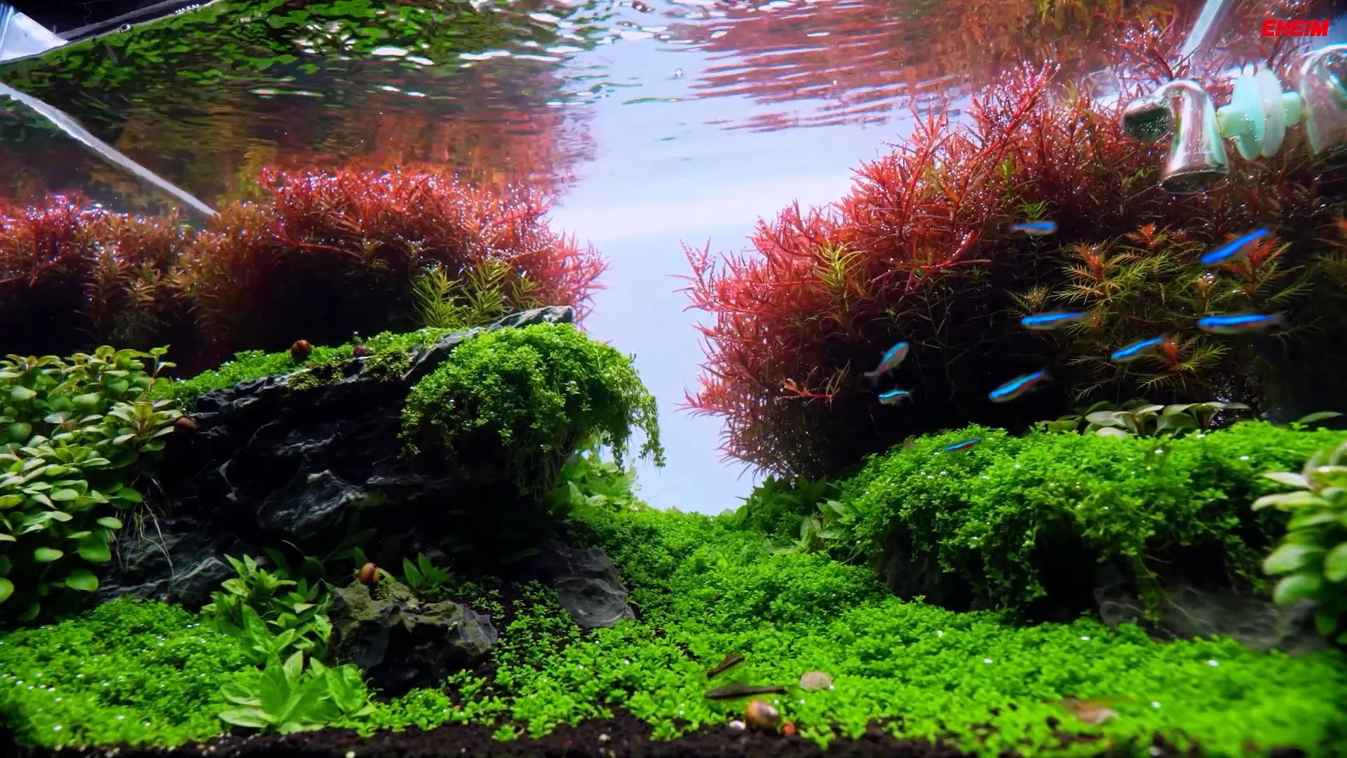 Close-up of fish swimming calmly in aquarium