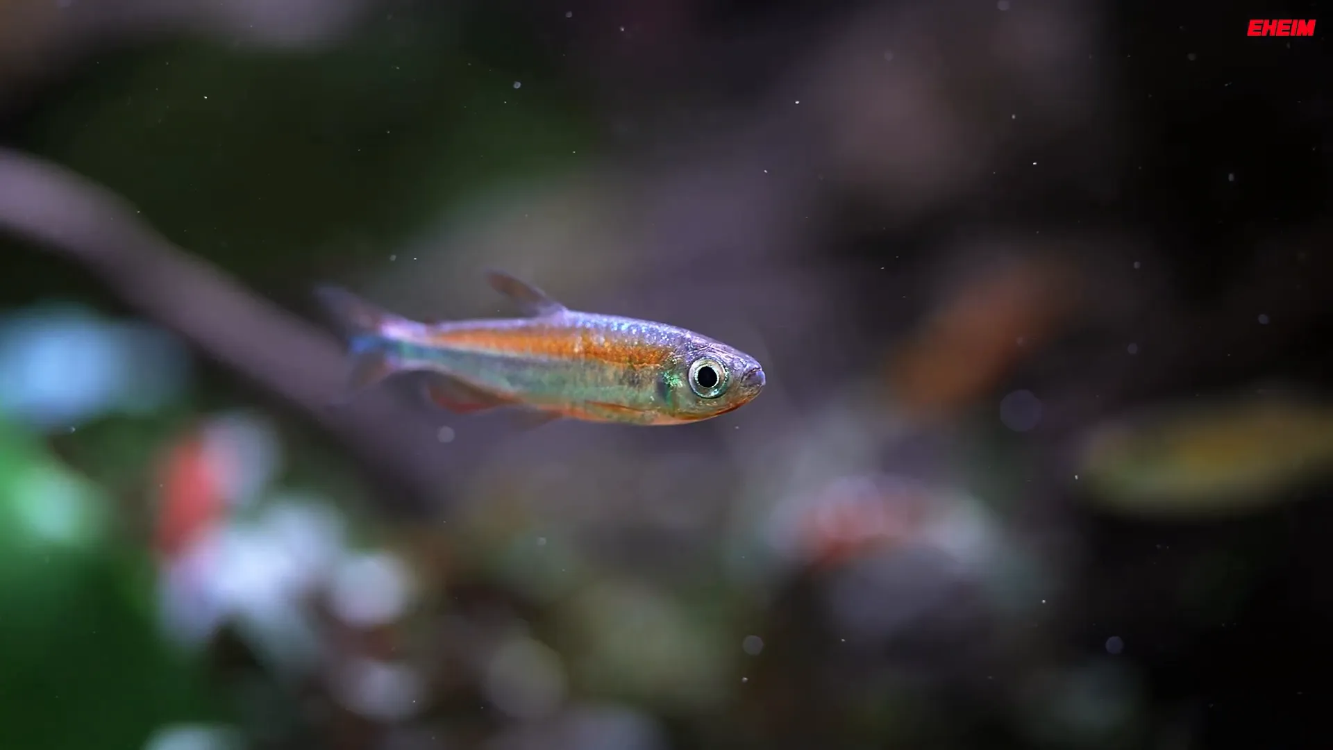 Relaxing scene of someone enjoying an aquarium