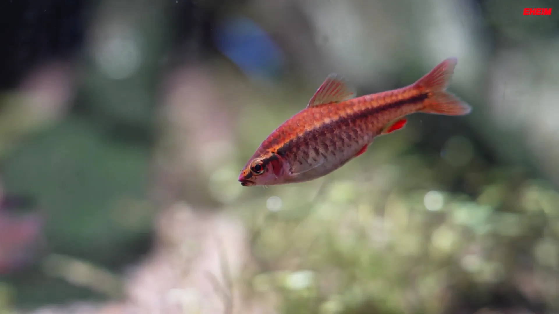 Close-up of aquarium plants and fish