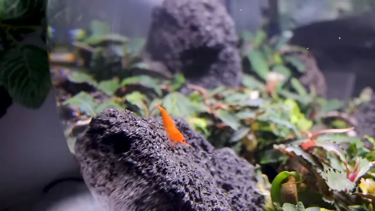 Orange shrimp resting on a dark porous rock among aquatic plants