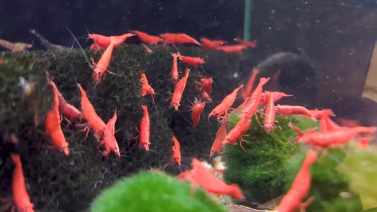 Large group of bright red shrimp grazing on dark sponge-like material near green moss balls