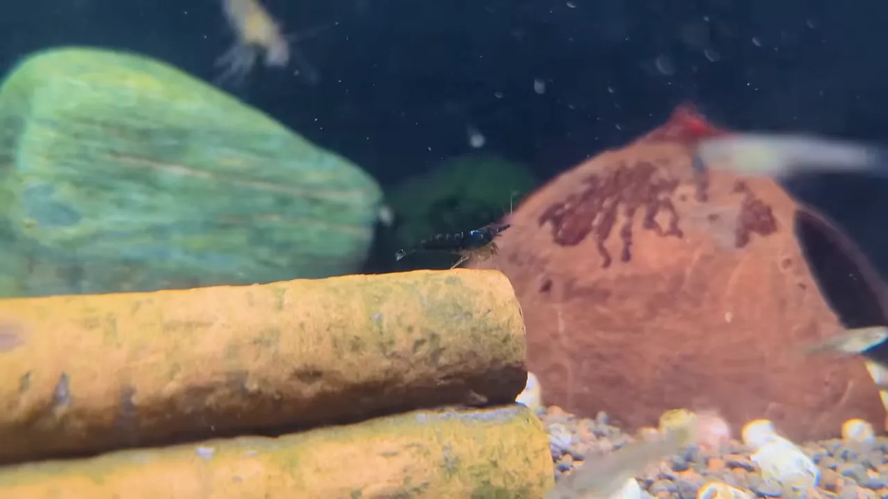 Shrimp gathered on brown food sticks and a ceramic cave in an aquarium