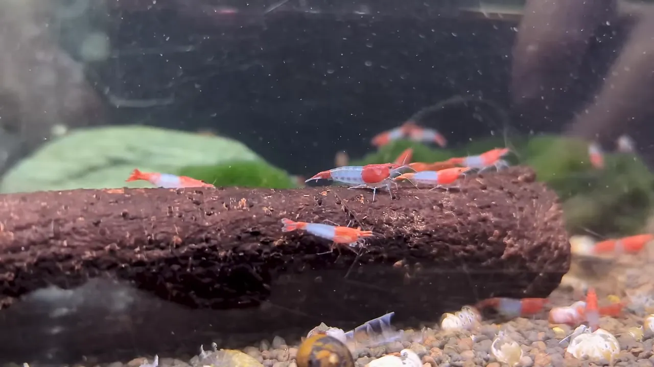Red and blue shrimp feeding on a dark cylindrical shrimp food