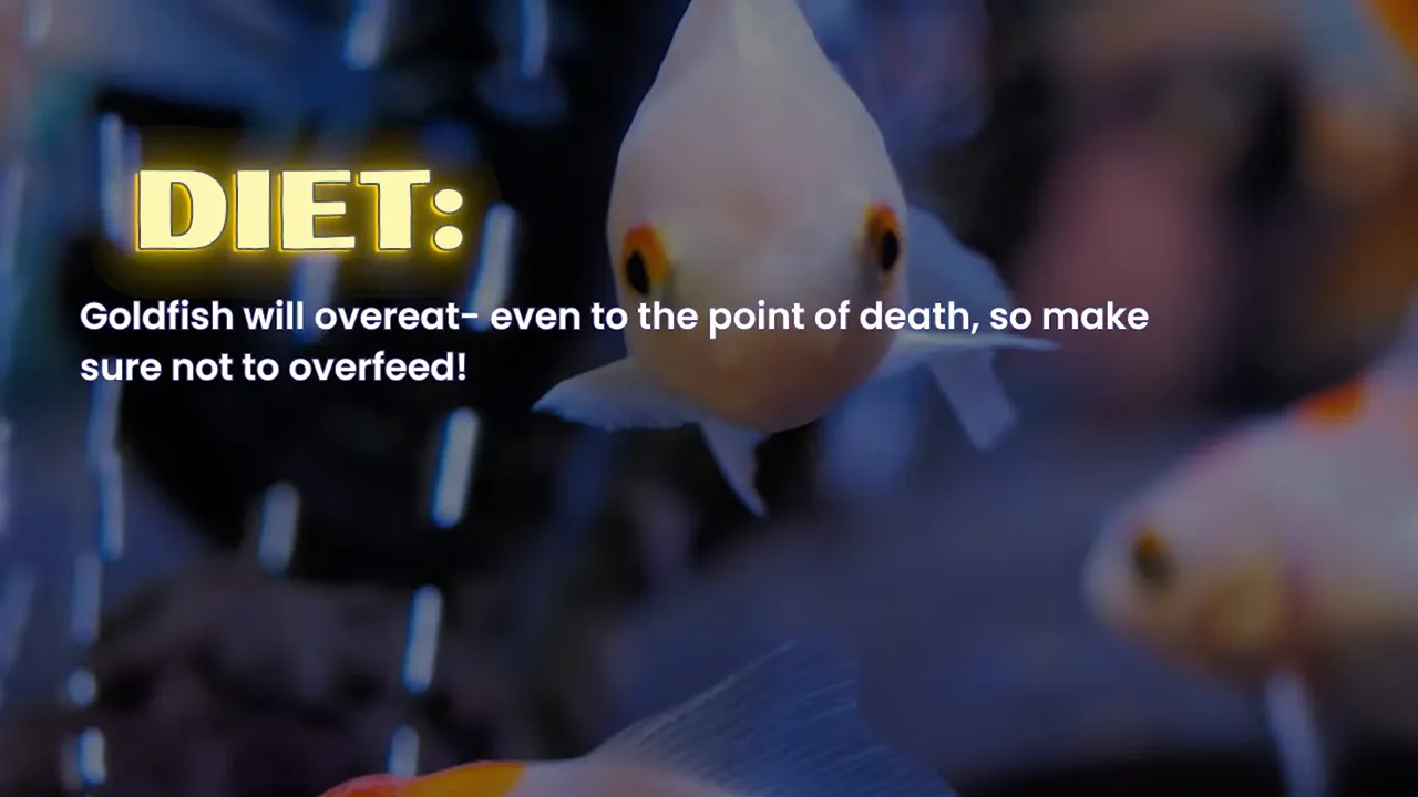Goldfish diet guidance displayed over a red fancy goldfish