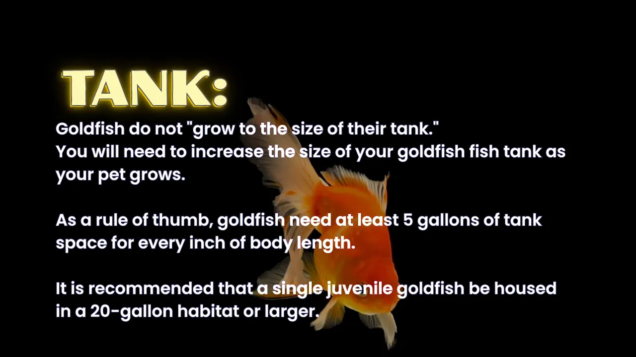 Goldfish tank-size guidance displayed beside a swimming goldfish