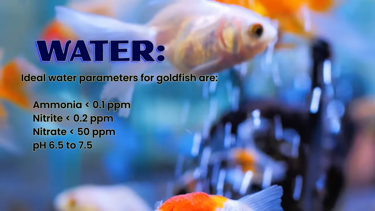 Goldfish swimming beside a filter with water parameter targets on screen