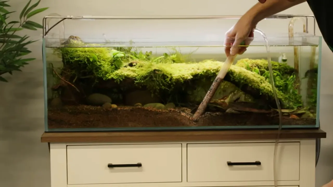 Clear gravel vacuum tube cleaning dark substrate beneath a moss-covered aquarium layout