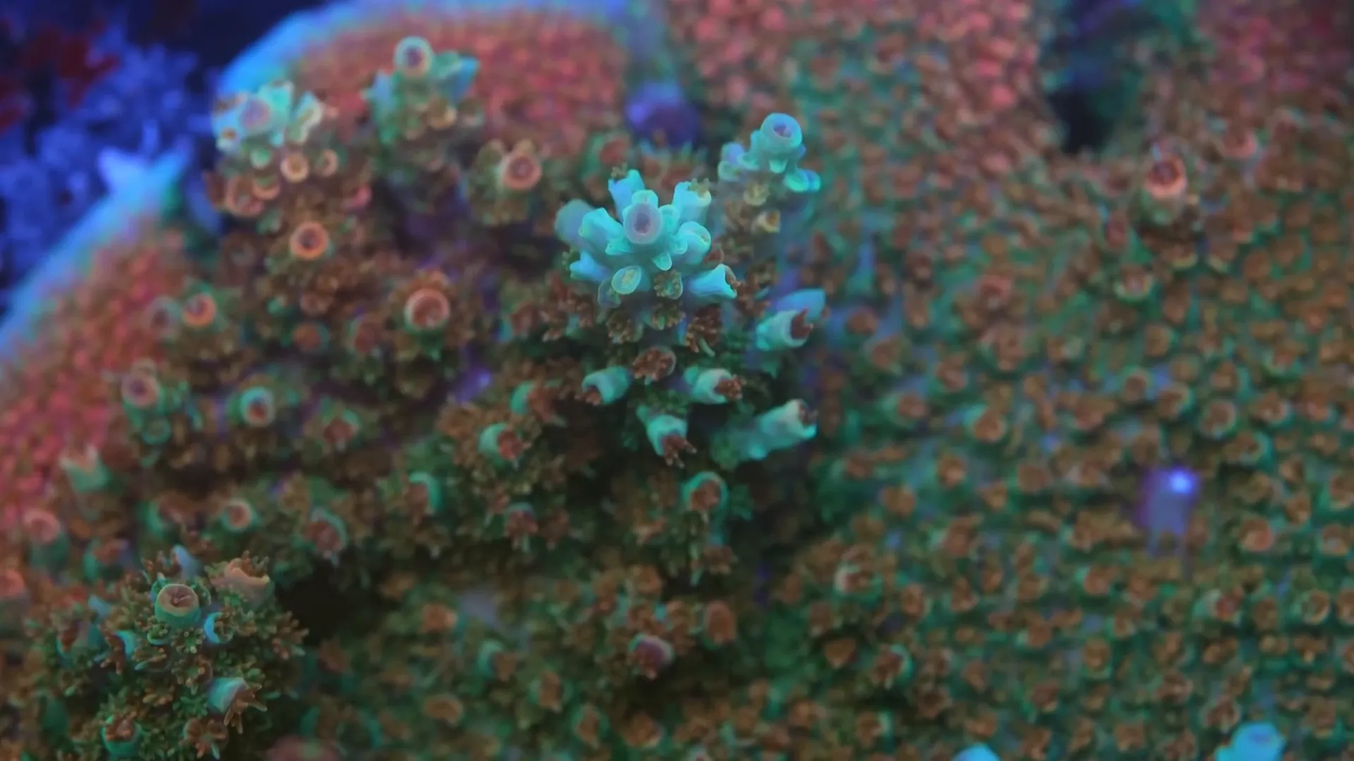 Healthy coral with vibrant colours