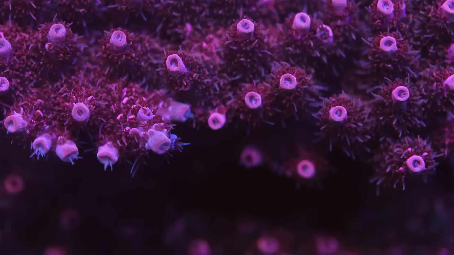 Feeding corals with frozen food