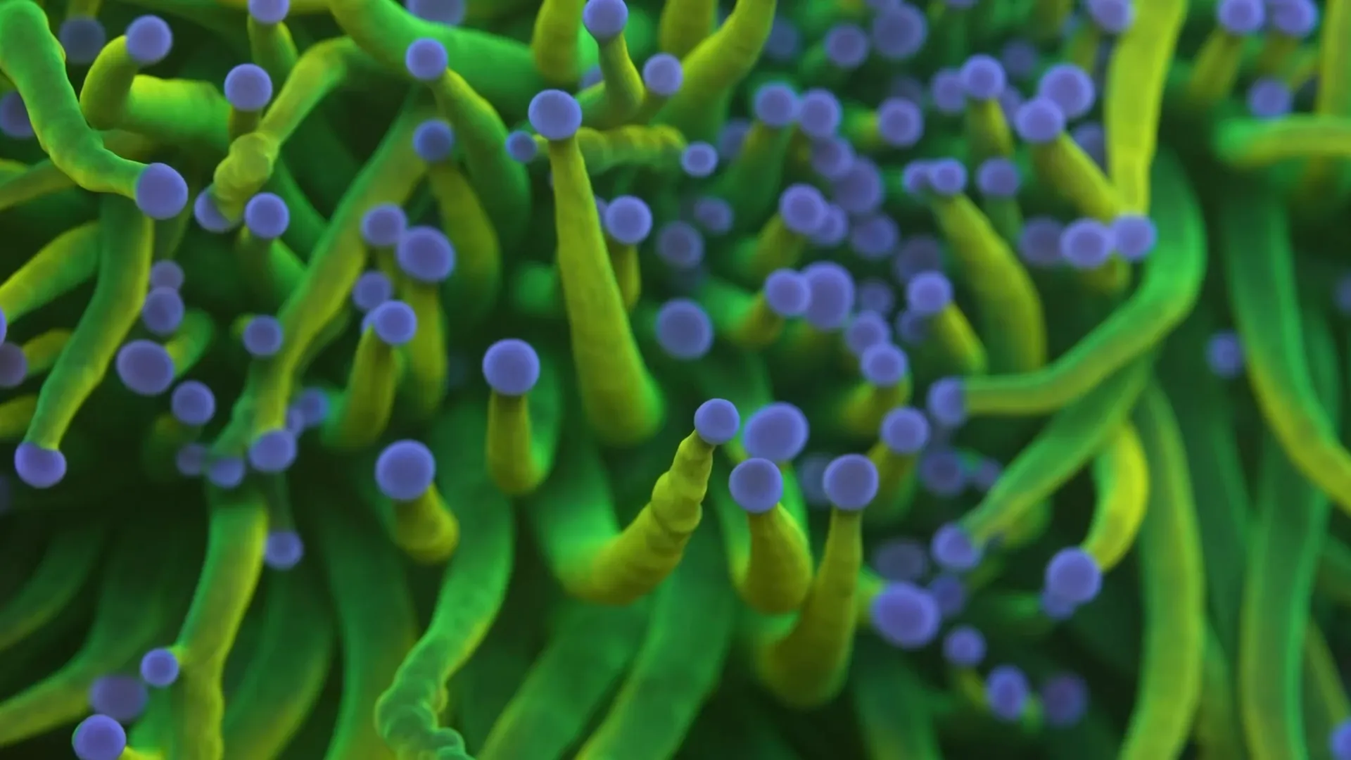 Nutrient level testing torch coral